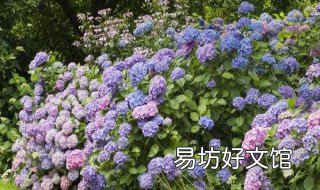 绣球花如何修剪 绣球花如何修剪枝条