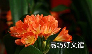 君子兰叶片歪斜怎么办 君子兰叶子歪怎么办