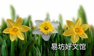 如何栽培管理黄水仙 水仙栽培要点
