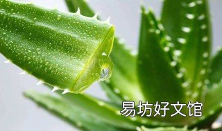 芦荟如何管理 芦荟的日常管理