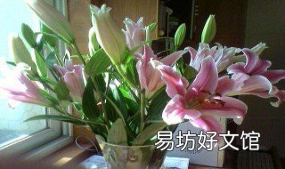 百合花象征什么 百合花象征什么生肖