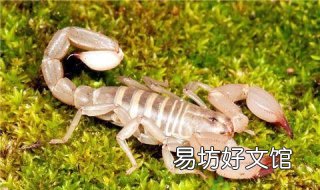 蝎子蛰了怎么办 蝎子蛰了怎么办怎么止疼土办法