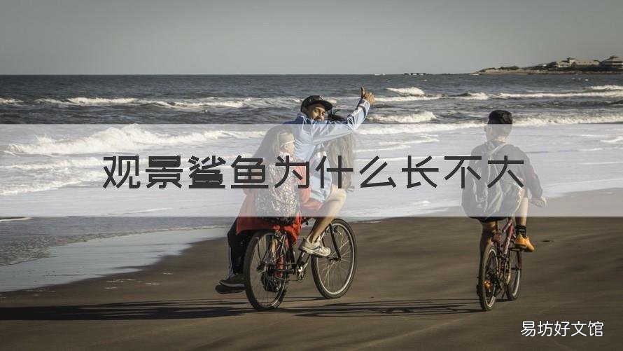 观景鲨鱼为什么长不大 长不大的观赏鲨鱼
