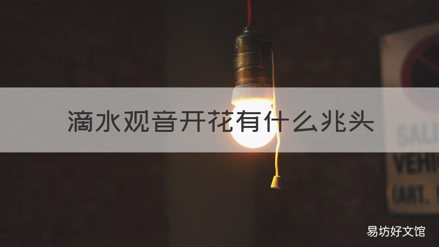 滴水观音开花有什么兆头 滴水观音开花的寓意