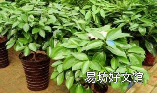 平安树的养殖方法和注意事项 平安树的养殖方法和注意事项剪枝