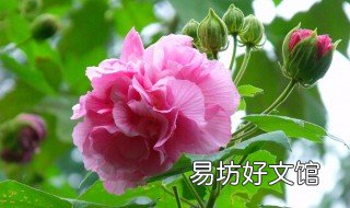 芙蓉的养护技巧 养芙蓉需要注意什么