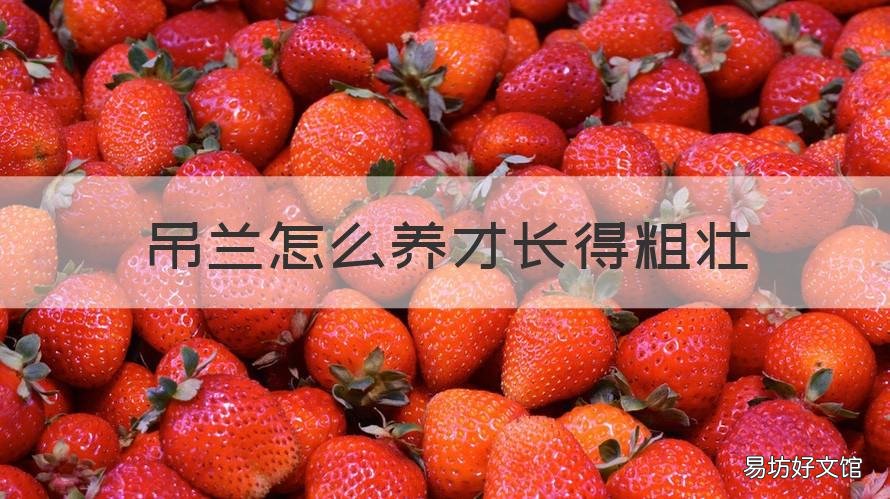 吊兰怎么养才长得粗壮 吊兰叶子怎样才长得短而粗