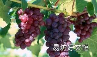 提子和葡萄的区别 提子和葡萄的区别图片对比