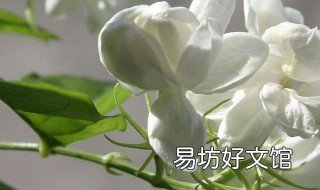 茉莉花可以送人吗 茉莉花怎么送人