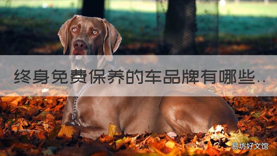终身免费保养的车品牌有哪些 终身免费保养的车品牌有哪些牌子