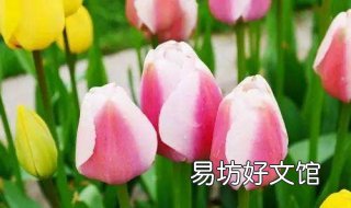 花儿为什么会开 花儿为什么会开的答案标准