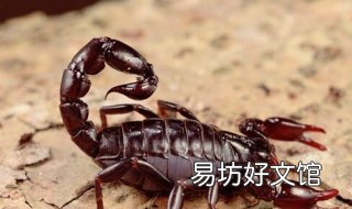 被蝎子蛰了怎么办 被蝎子蛰了怎么办?