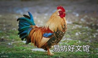 公鸡为什么打鸣 公鸡为什么打鸣儿