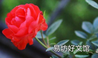 如何让玫瑰花快速开花 怎样能使玫瑰花快速开