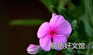 五瓣梅在室内养是否有毒 五叶梅有毒吗适合室内