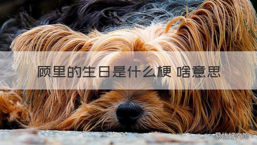 顾里的生日是什么梗 啥意思
