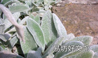 棉毛水苏的养殖方法 棉毛水苏的养殖方法和注意事项