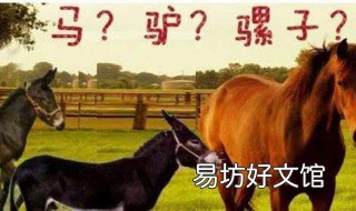 骡子为什么不能生育 骡子为什么不能生育?还不是马和驴干的好事