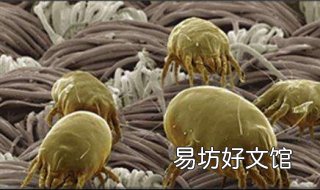 户尘螨过敏怎么办 户尘螨过敏怎么解决