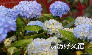 无尽夏绣球可以过冬吗 无尽夏绣球怎样过冬