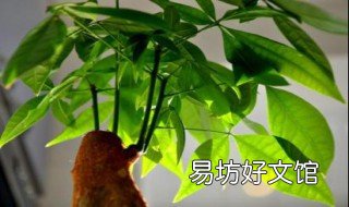 发财树是否开花 发财树是否开花结果
