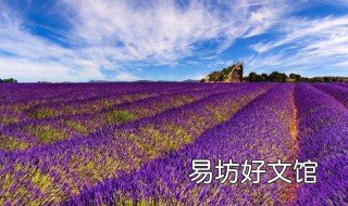 薰衣草是否有毒 薰衣草香气有毒吗