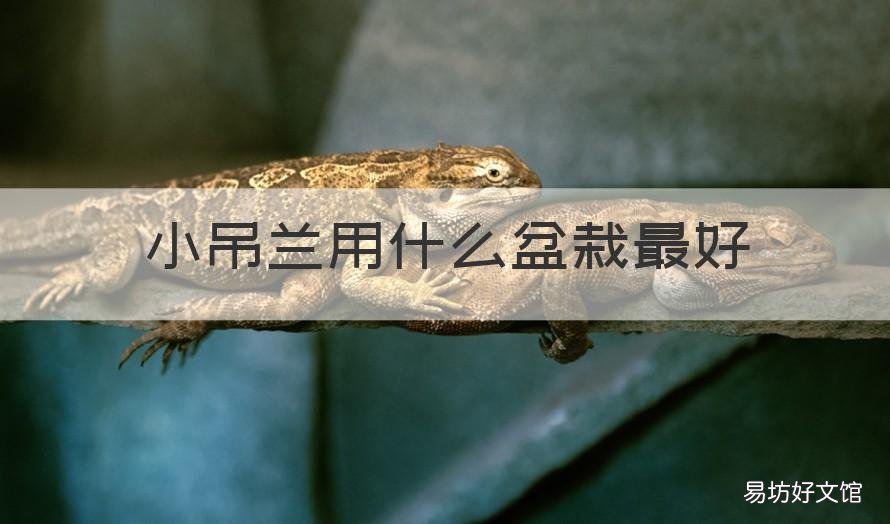 小吊兰用什么盆栽最好 小吊兰用什么盆栽最好活