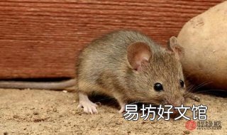 家里有老鼠怎么办 学佛家里有老鼠怎么办