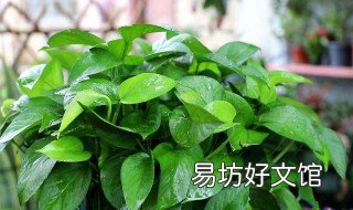 普通的土可以种绿萝吗 泥土可以种绿萝吗