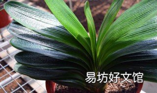 君子兰叶片位置如何校正 君子兰的叶子怎么校正