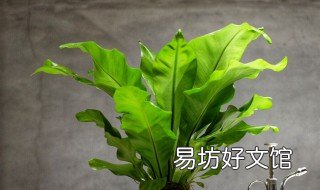 鸟巢蕨多久浇一次水 鸟巢蕨多久浇一次水比较好