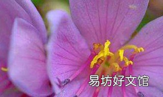 牡丹花种子几年开花 种子种的牡丹花几年开花