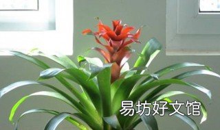 鸿运当头多久浇一次水 鸿运当头多长时间浇一次水