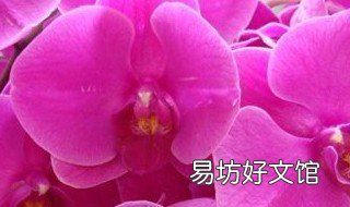 蝴蝶兰秋季如何养 这个季节蝴蝶兰怎么养