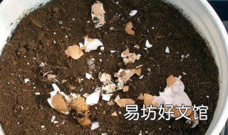 什么花喜欢鸡蛋壳肥料 哪种花适合用鸡蛋壳肥