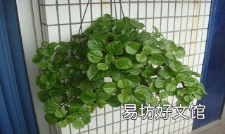 瑞典常春藤的养殖方法 常春藤北方冬季养殖方法