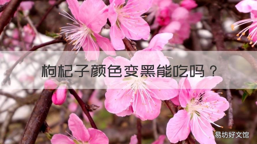 枸杞子颜色变黑能吃吗 枸杞子变色了变成黑色了还能吃吗
