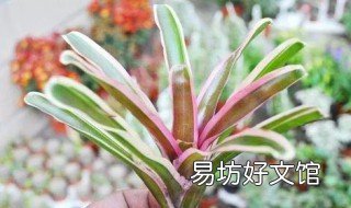 积水凤梨怎么养 积水凤梨怎么养长得快
