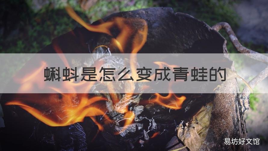 蝌蚪是怎么变成青蛙的