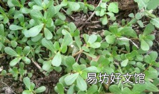 马齿苋科多肉植物的养护方法 多肉 马齿苋