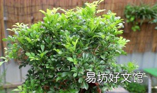 米兰花可以在室外养吗 米兰能在室外养吗