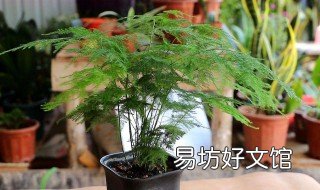 文竹用什么盆养好看 文竹用什么盆养好看又好养