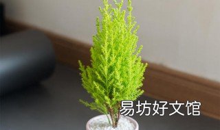 香松盆栽养殖方法 香松盆栽养殖方法和技术