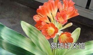 君子兰用什么肥料最好 君子兰用什么肥料最好看