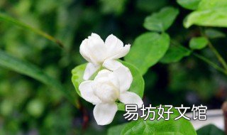 茉莉不开花是什么原因 茉莉花不爱开花是什么原因
