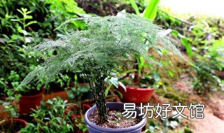 文竹用什么土养好 文竹用什么土养好活