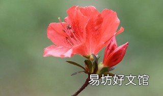 杜鹃花怕太阳晒吗 杜鹃花怕太阳晒吗|不能盲目尝试