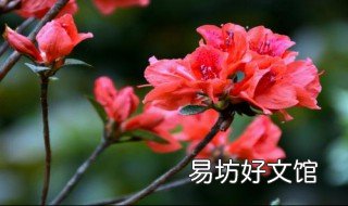 杜鹃花怎么养 杜鹃花怎么养护才可以爆盆