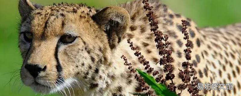 猎豹的种类 猎豹种类大全