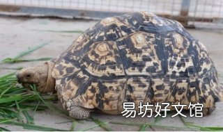 豹龟拉稀怎么办 豹龟不拉屎是怎么回事